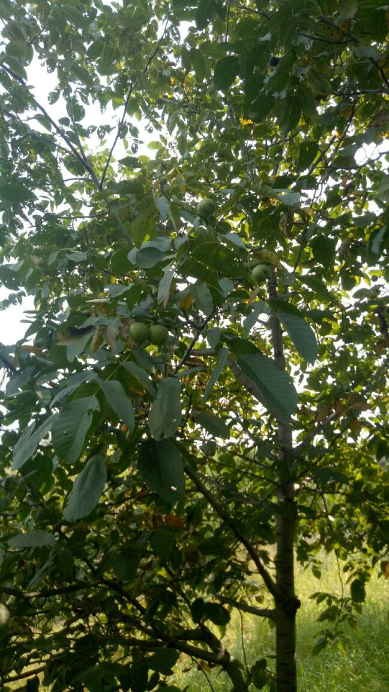 青皮核桃