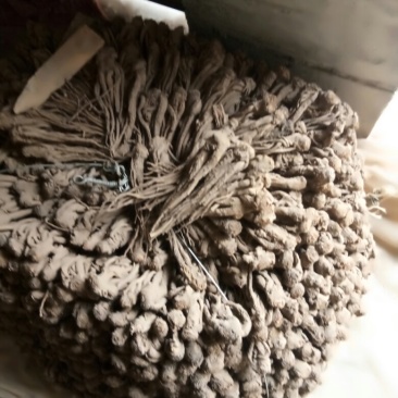 当归成品，小货，精选产地小货，产地认证，无硫当归。