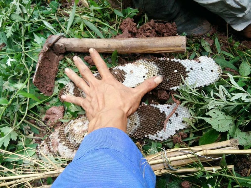 野生树蜂，土蜂