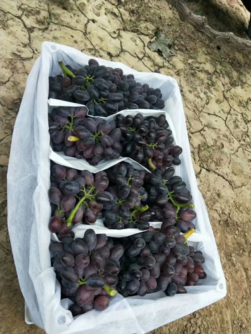 紫甜无核17大量上市，口感甜，货源充足，