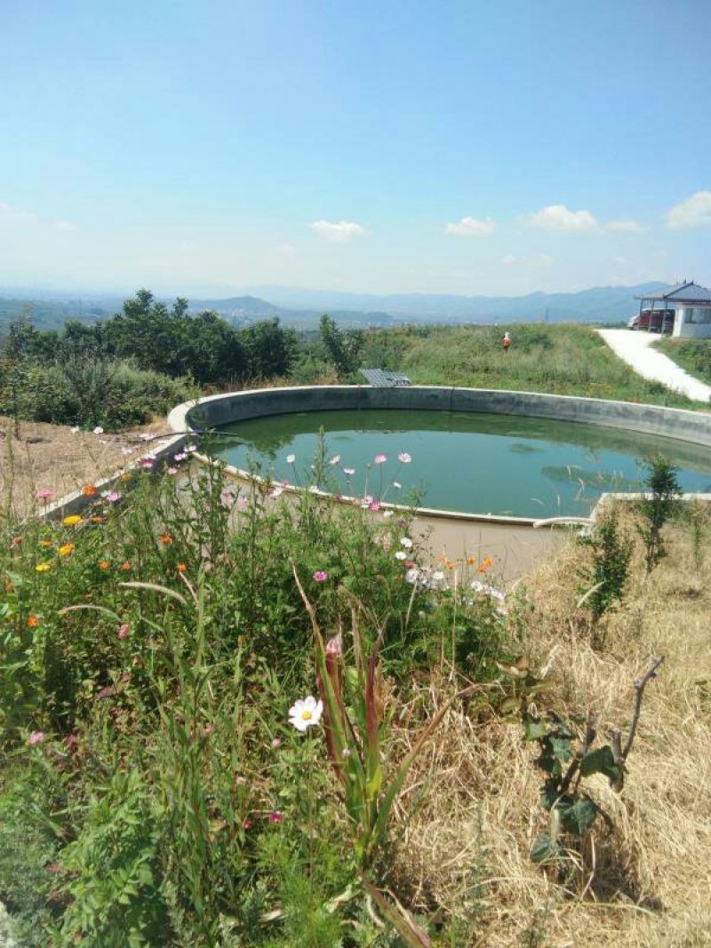 昭通市昭阳区300亩蓝莓基地转让