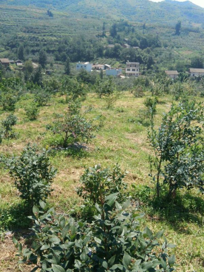 昭通市昭阳区300亩蓝莓基地转让