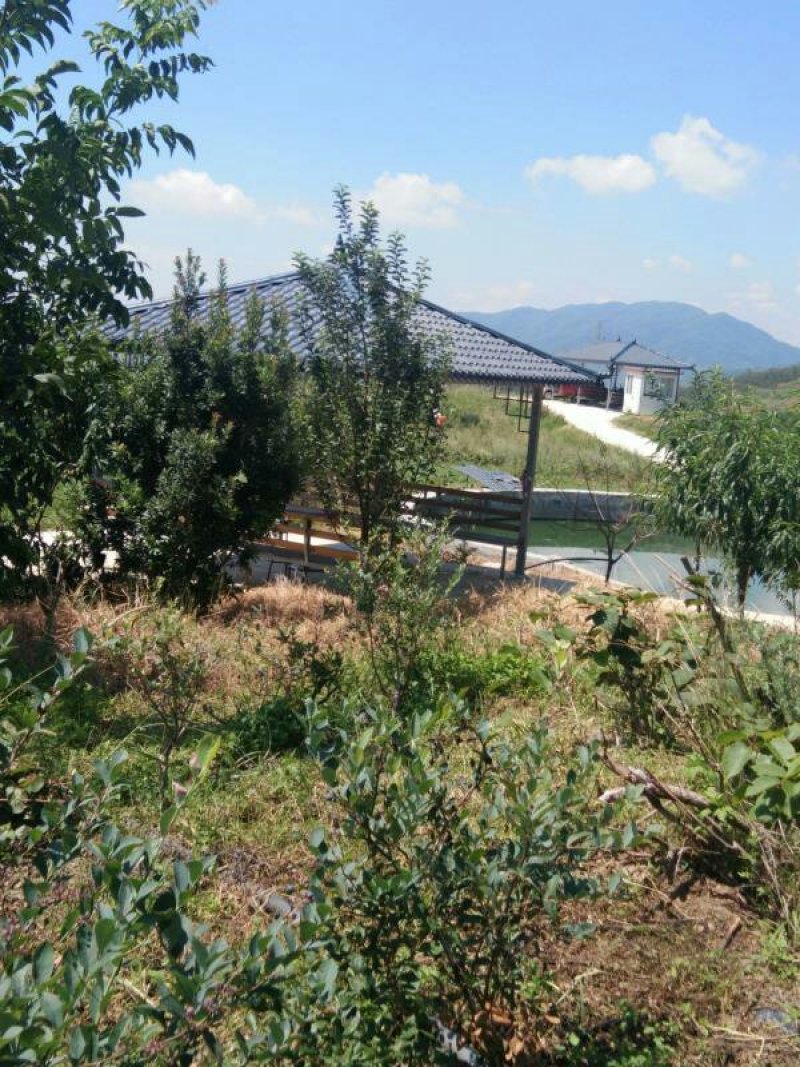 昭通市昭阳区300亩蓝莓基地转让