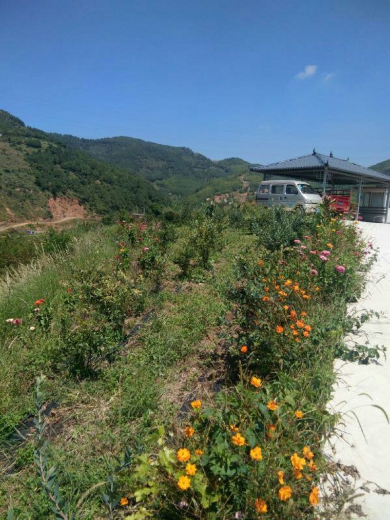 昭通市昭阳区300亩蓝莓基地转让