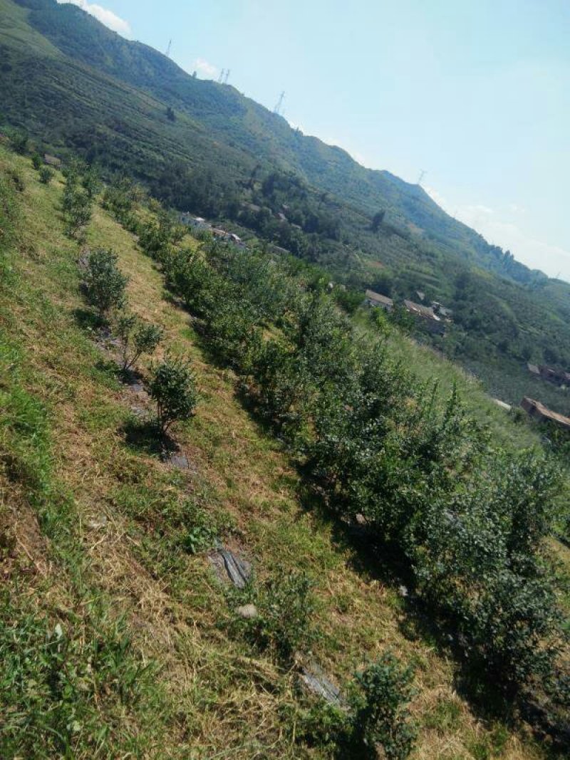 昭通市昭阳区300亩蓝莓基地转让
