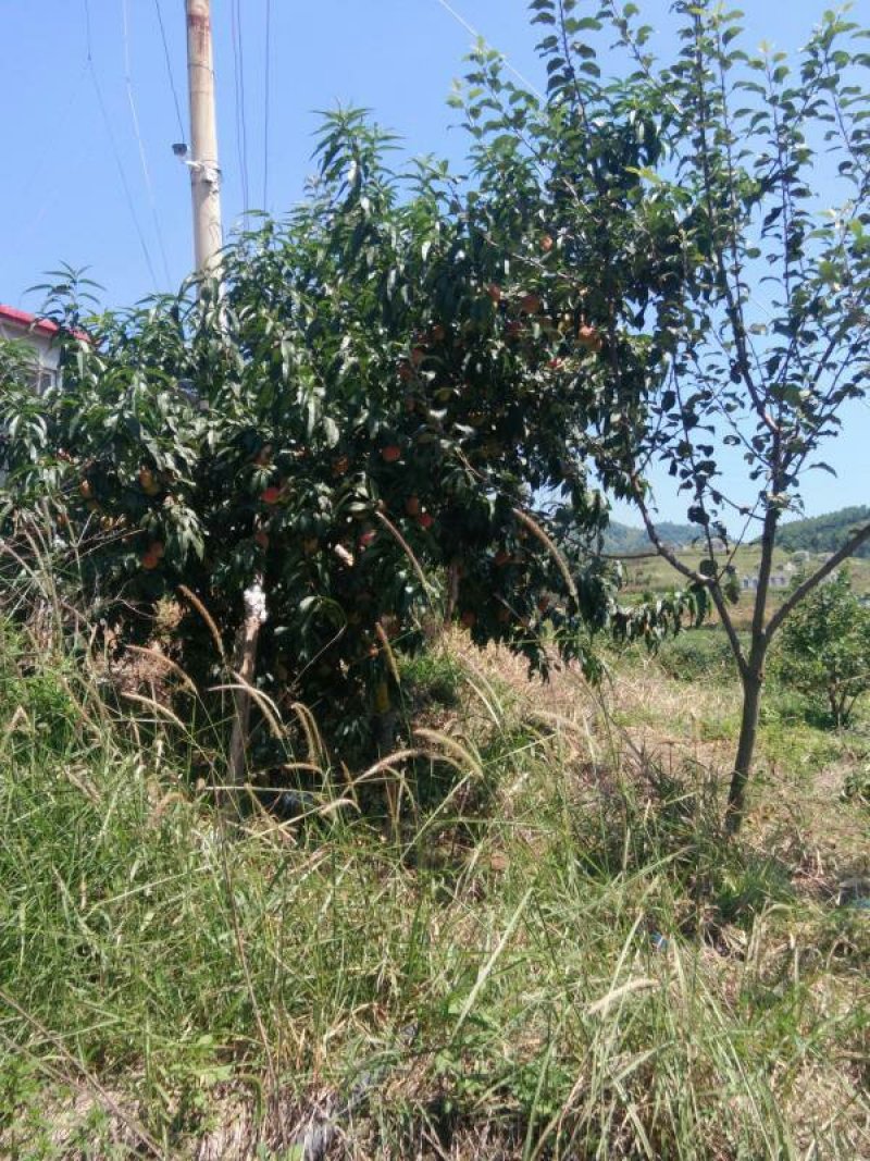 昭通市昭阳区300亩蓝莓基地转让
