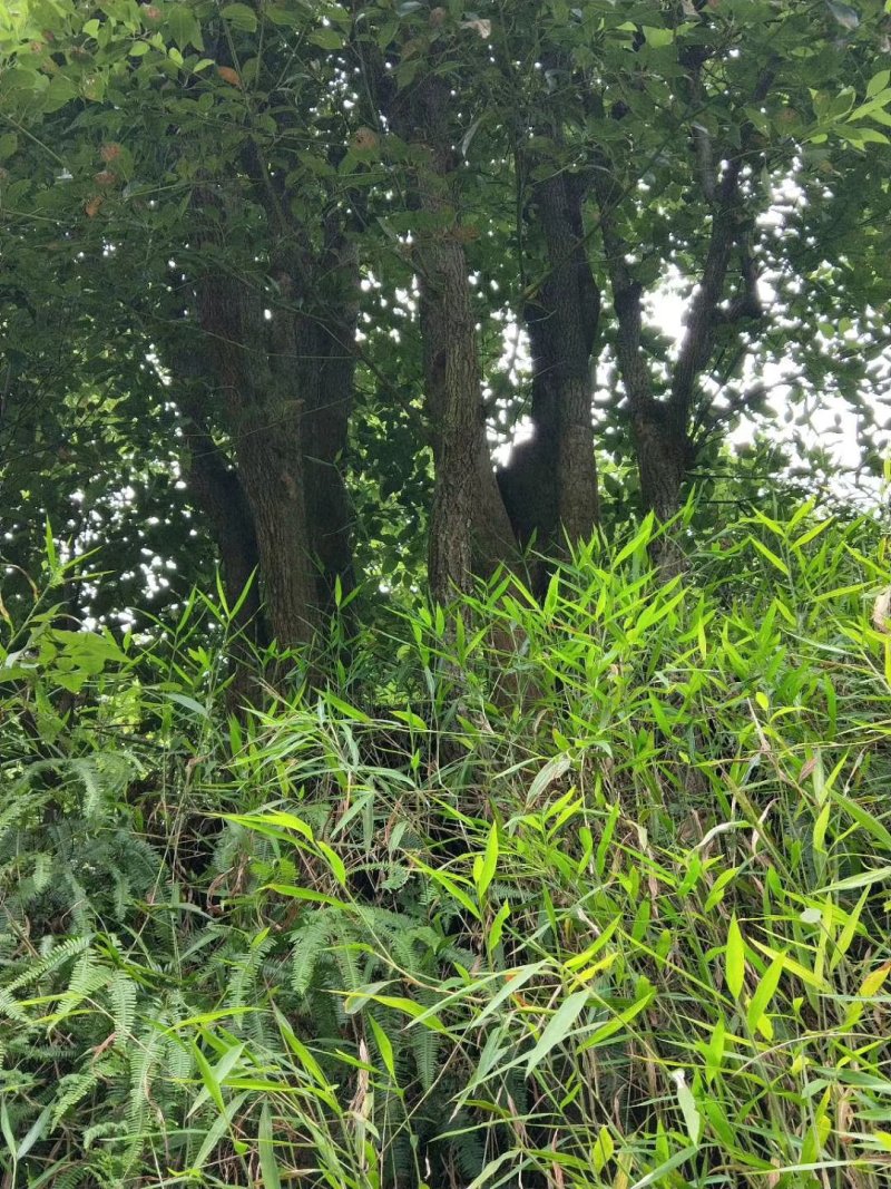 8公分_25公分香樟树