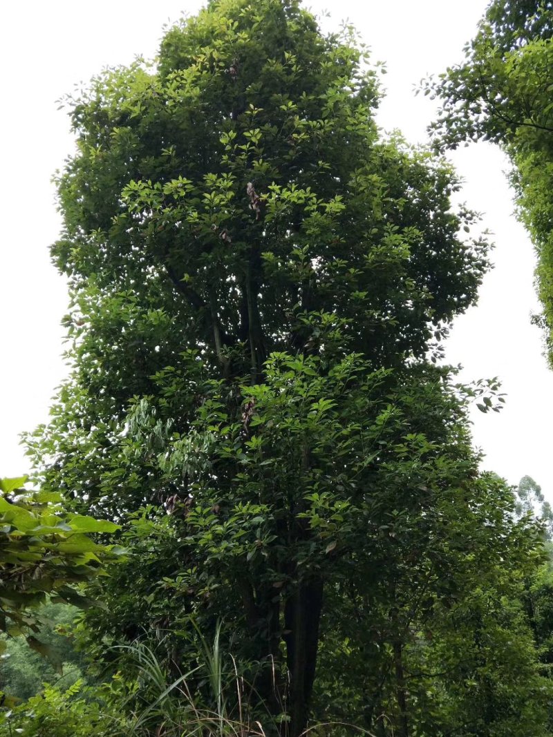 8公分_25公分香樟树