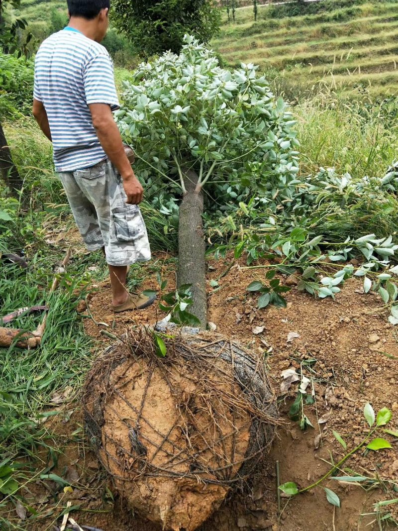 香樟25公分以下都有