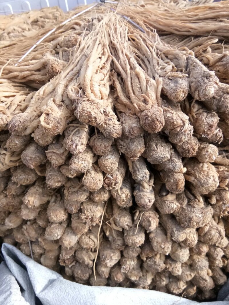 水洗黄当归，颜色好，条形长，做工细，个头一致。