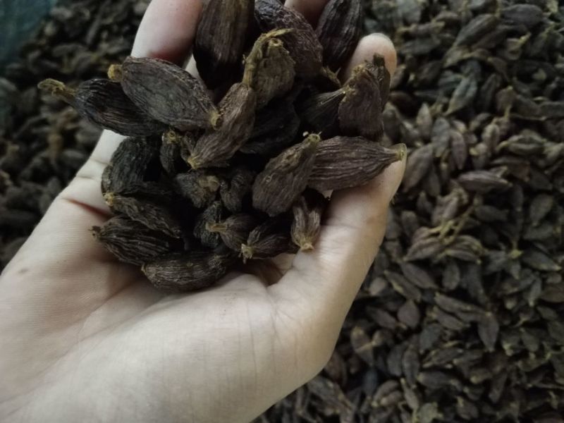 阳春砂仁野草果