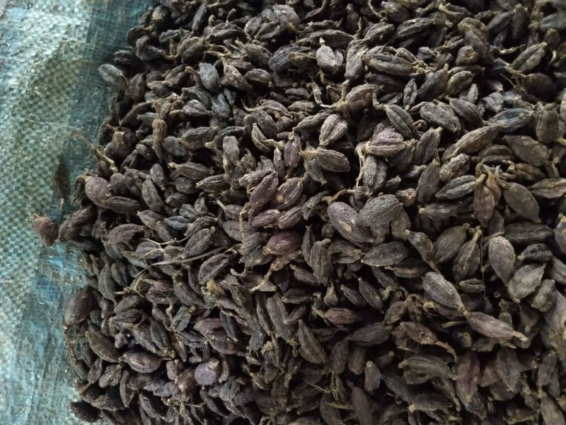 阳春砂仁野草果