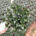金鱼花吊兰植物盆栽花卉四季开花不断室内阳台吸甲醛净化空气
