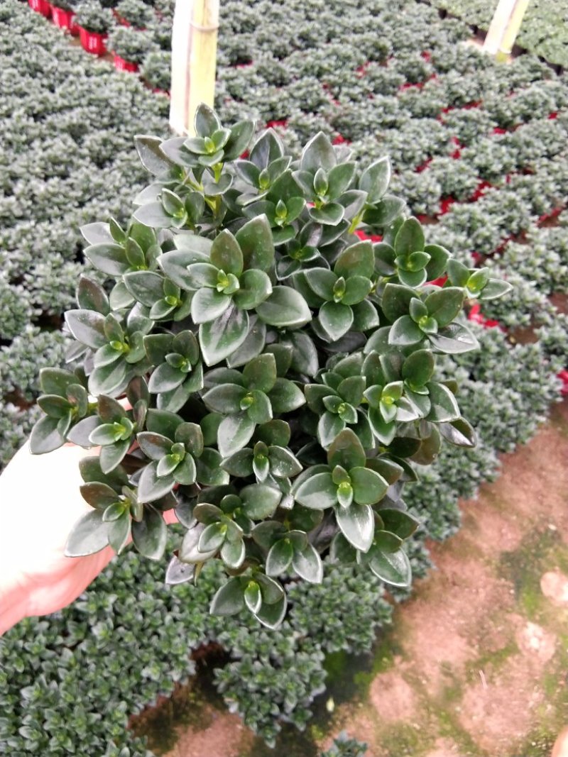 金鱼花吊兰植物盆栽花卉四季开花不断室内阳台吸甲醛净化空气