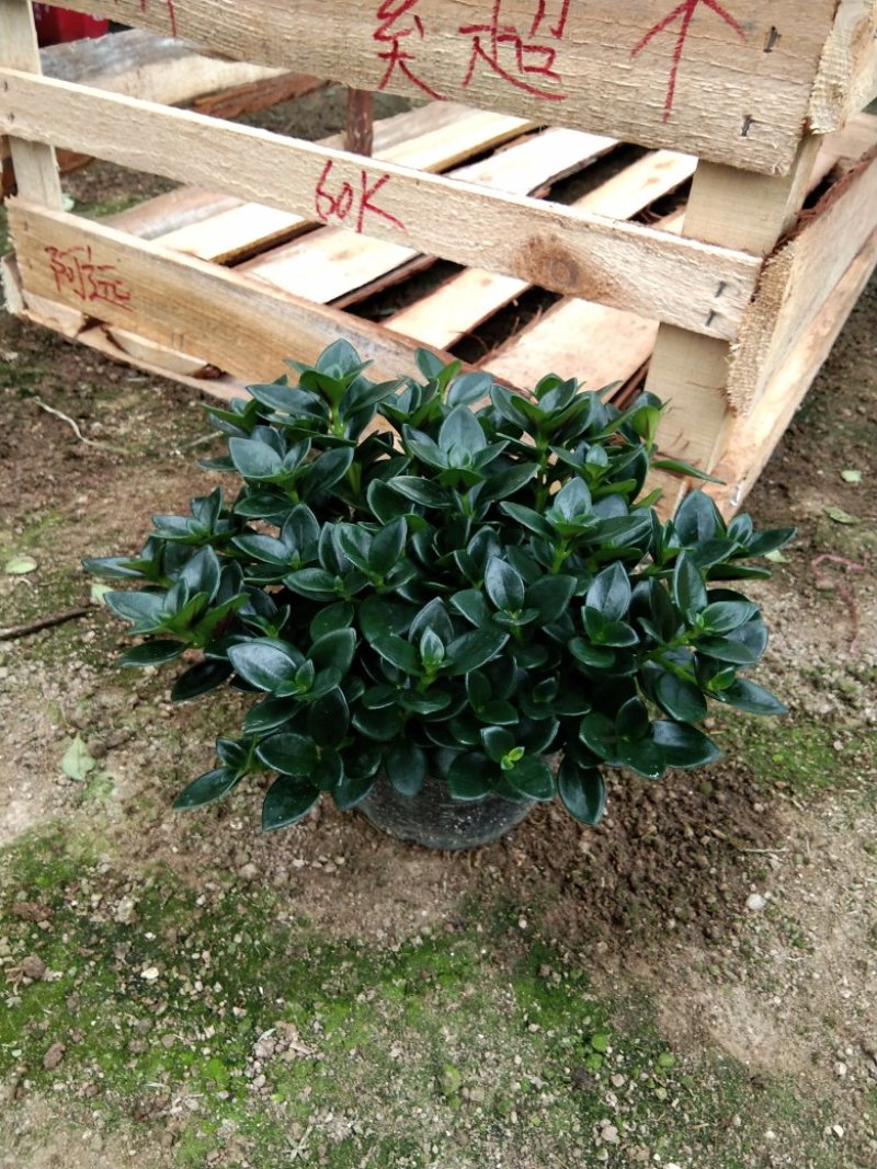 金鱼花吊兰植物盆栽花卉四季开花不断室内阳台吸甲醛净化空气
