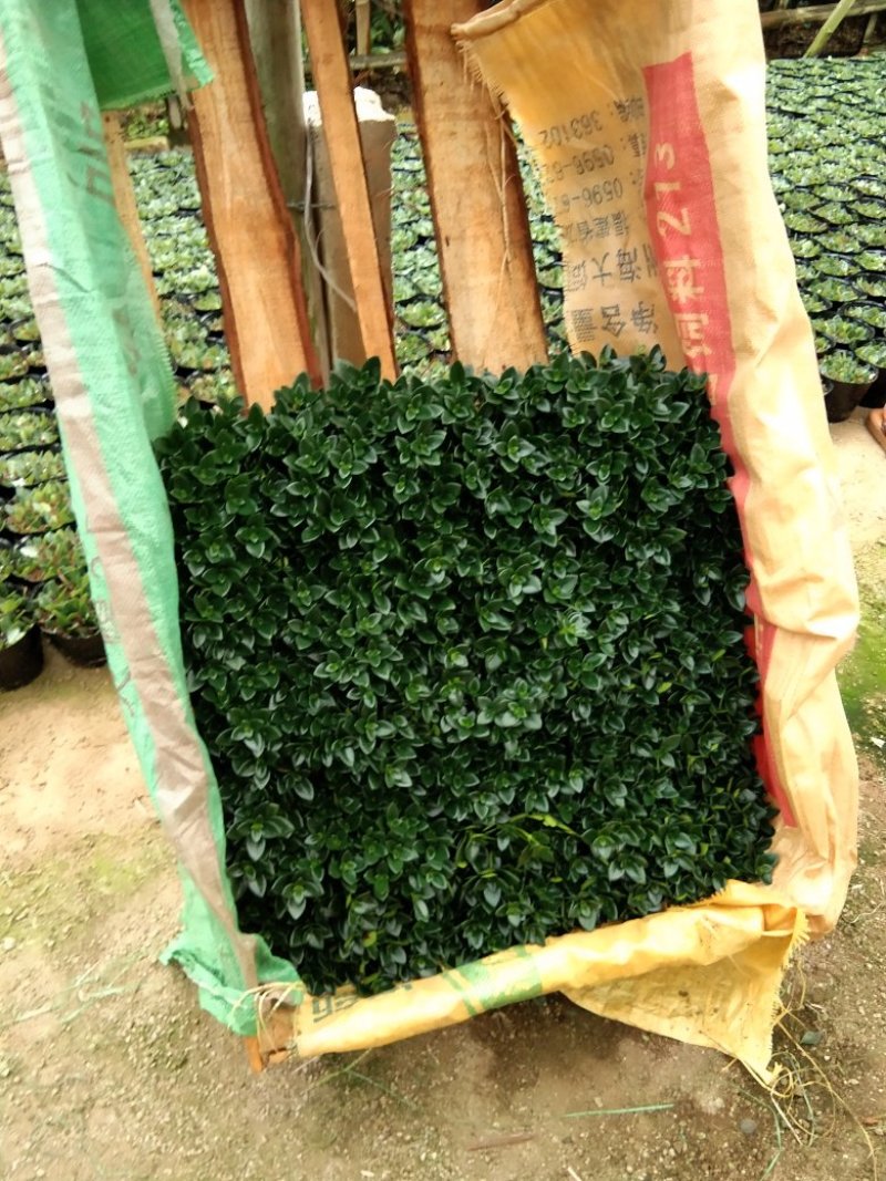金鱼花吊兰植物盆栽花卉四季开花不断室内阳台吸甲醛净化空气