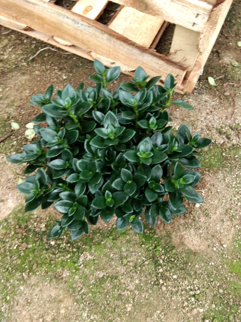 金鱼花吊兰植物盆栽花卉四季开花不断室内阳台吸甲醛净化空气