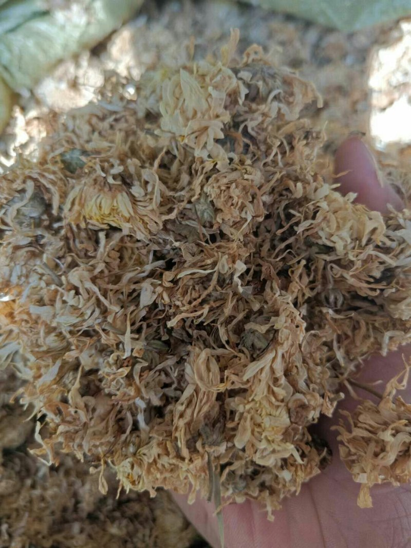 菊花