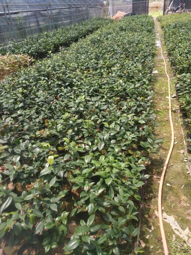 基地六角大红赤丹茶花苗庭院花园绿植盆栽