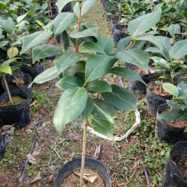 基地六角大红赤丹茶花苗庭院花园绿植盆栽