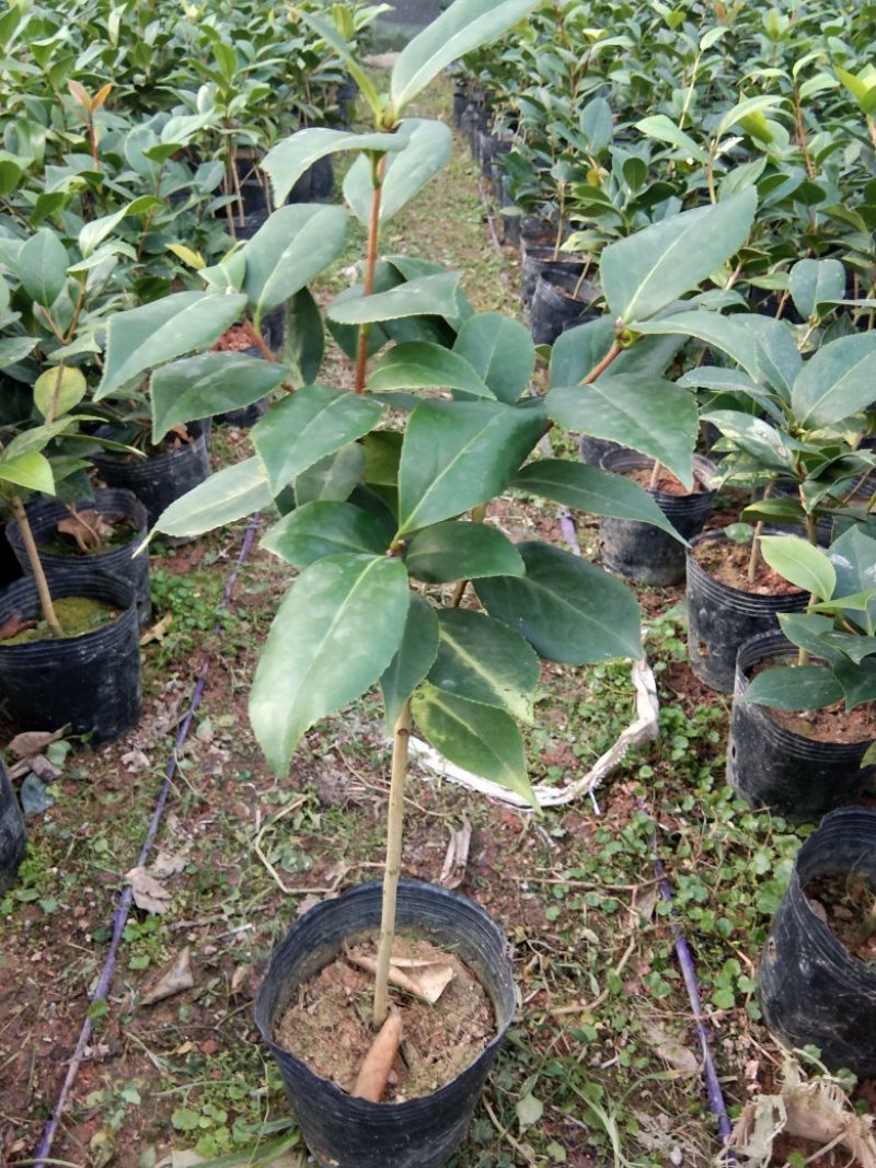 基地六角大红赤丹茶花苗庭院花园绿植盆栽