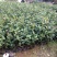基地六角大红赤丹茶花苗庭院花园绿植盆栽