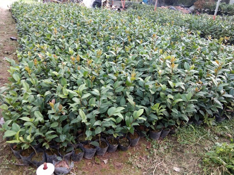 基地六角大红赤丹茶花苗庭院花园绿植盆栽