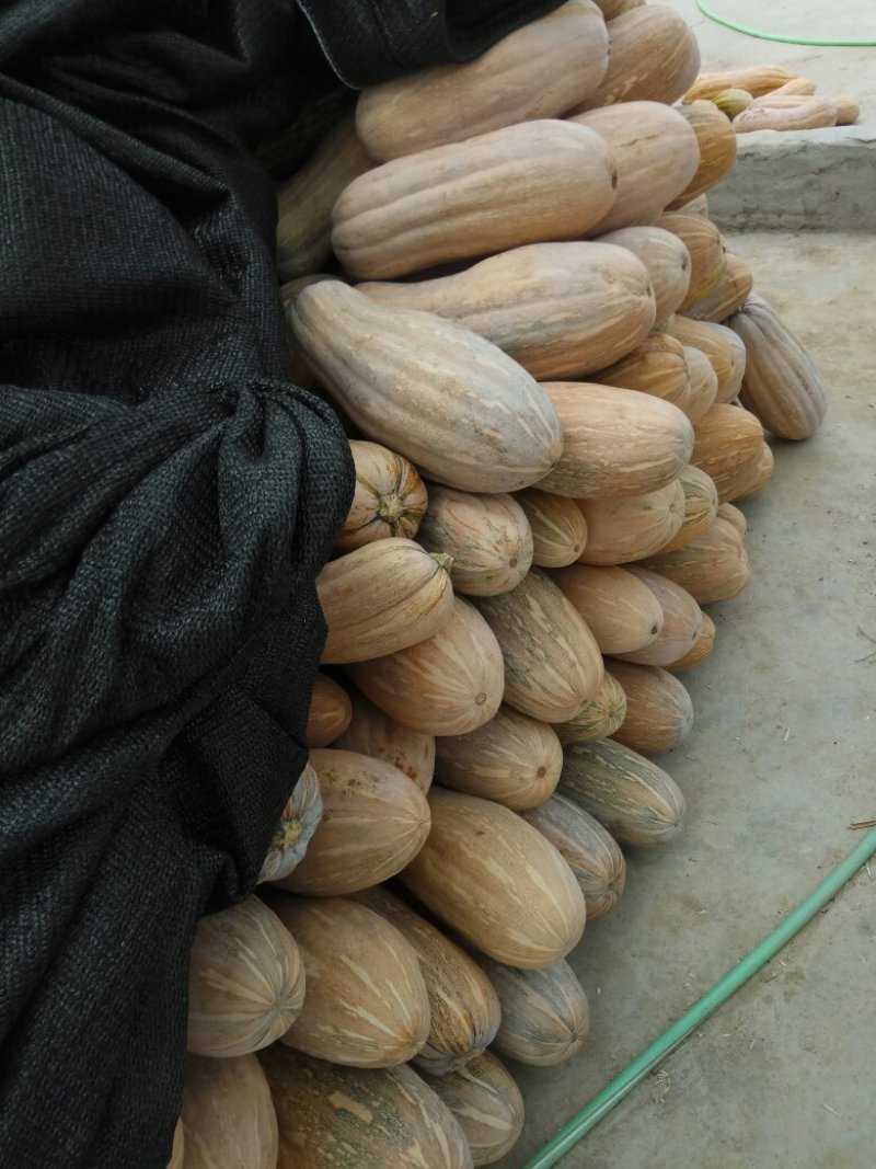 金韩蜜本