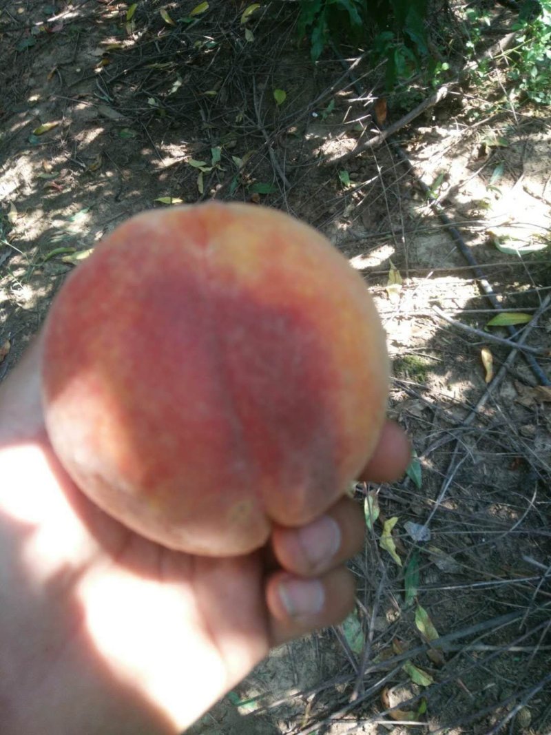 黄金蜜3号桃树苗，黄桃苗，黄金桃