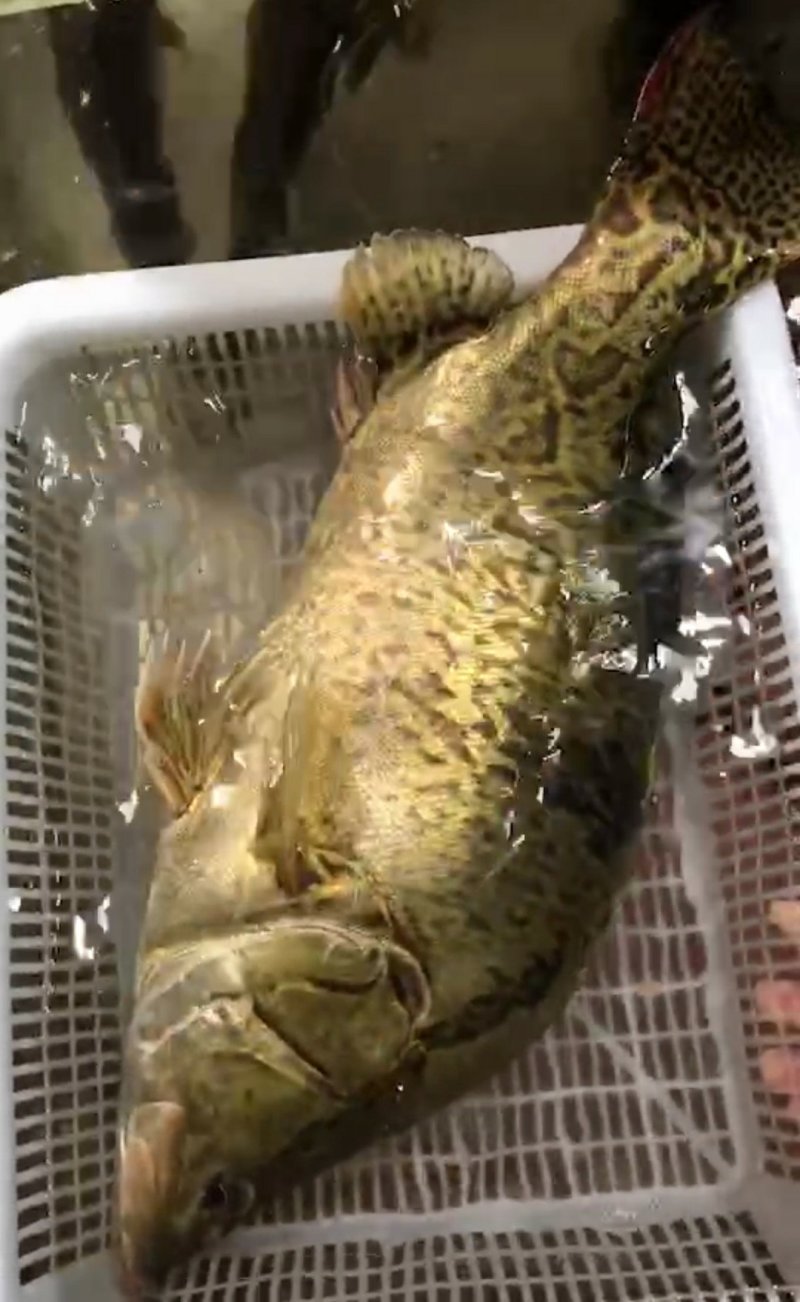河鱼，水库鱼