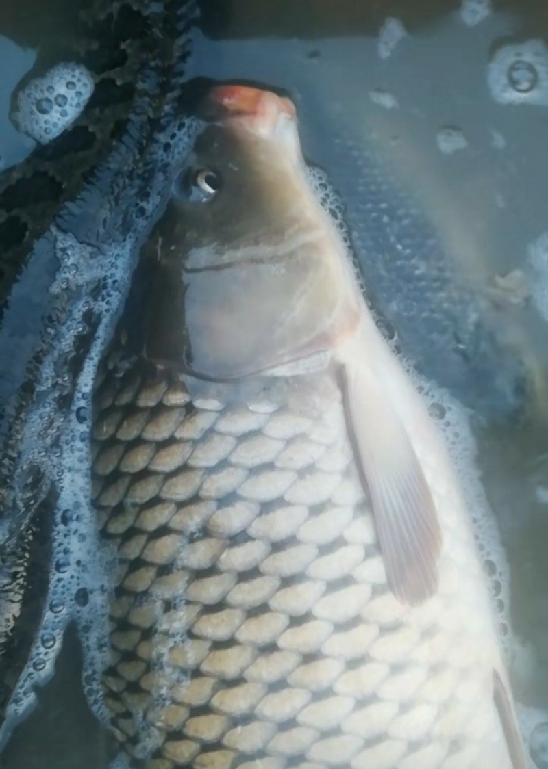 河鱼，水库鱼