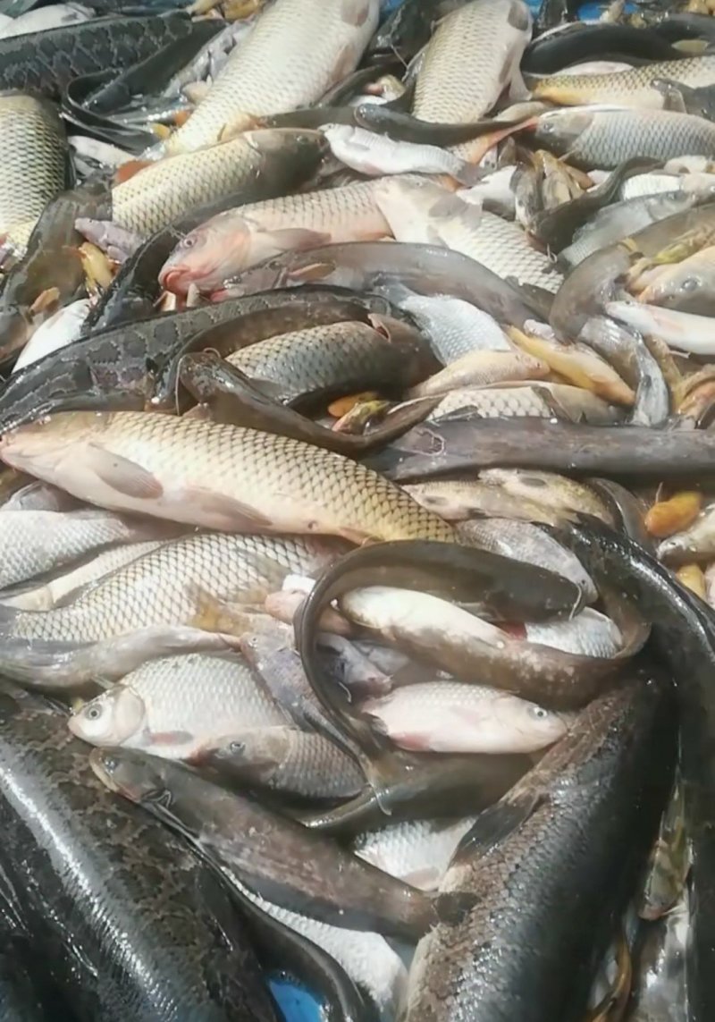 河鱼，水库鱼