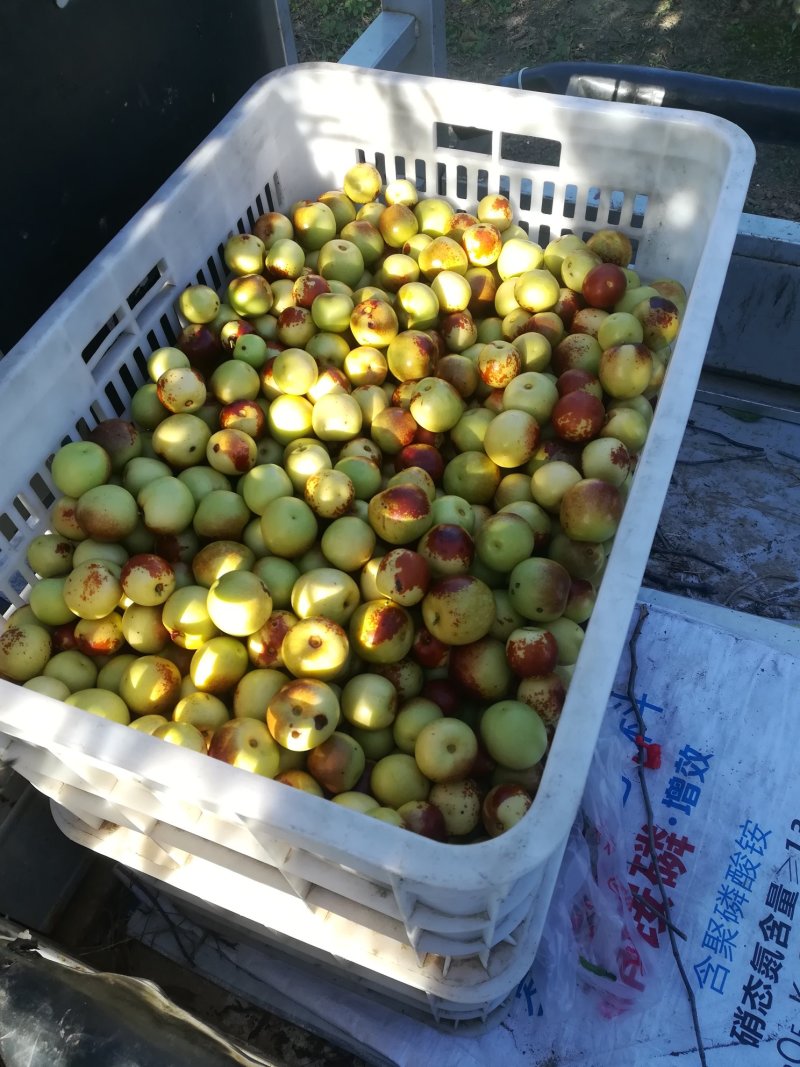 黄骅市小旺冬枣产地直销