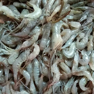 河虾