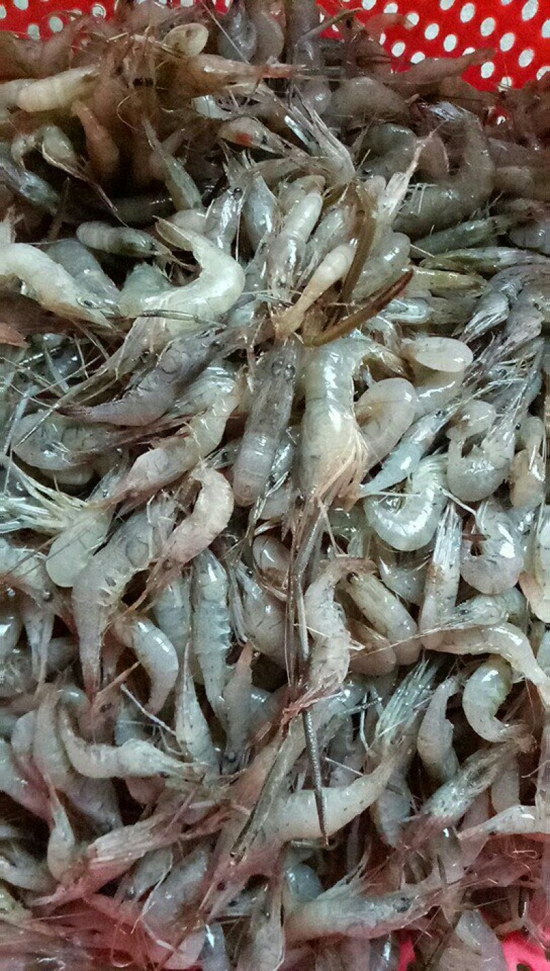河虾