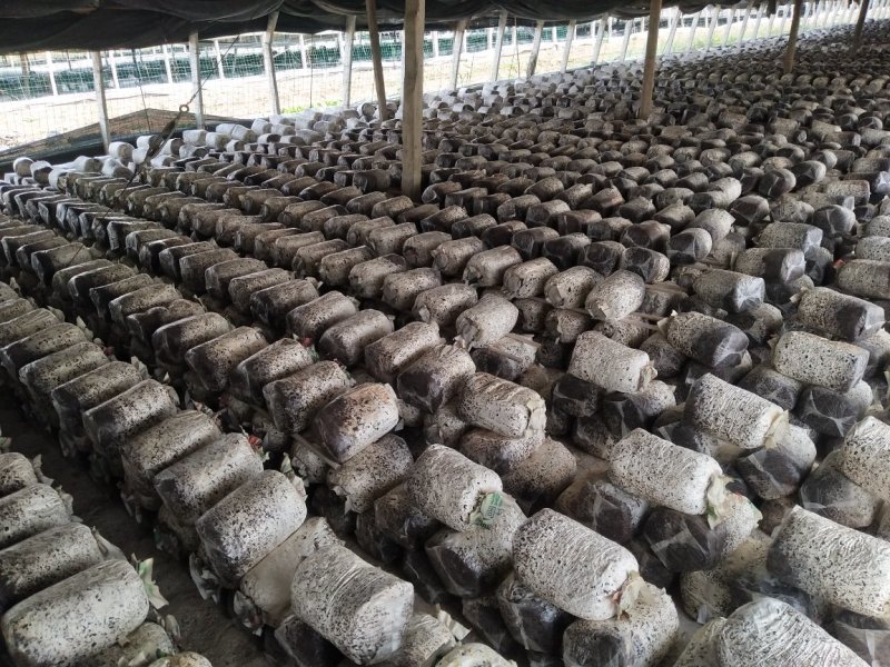 平菇菌棒可以根据客户需求生产