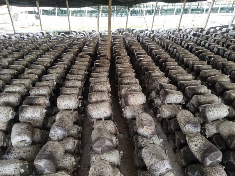 平菇菌棒可以根据客户需求生产