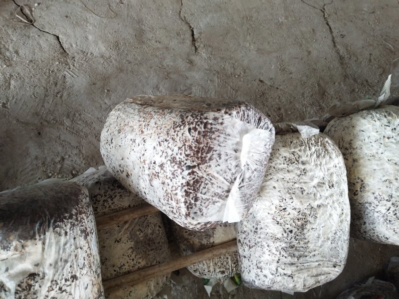 平菇菌棒可以根据客户需求生产