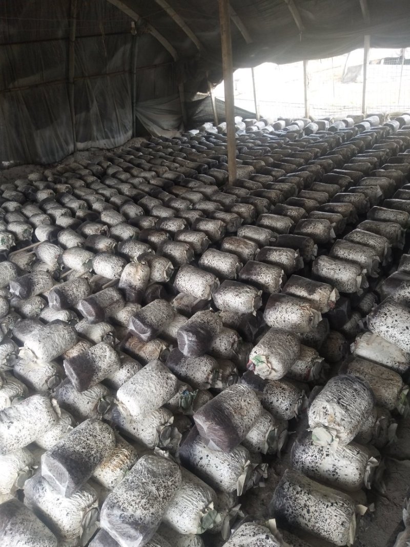 平菇菌棒可以根据客户需求生产
