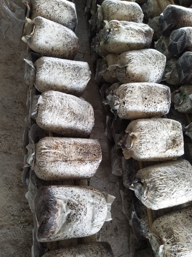 平菇菌棒可以根据客户需求生产