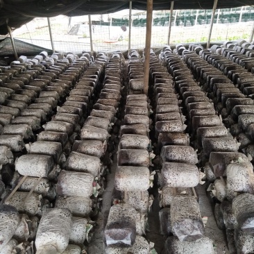 平菇菌棒可以根据客户需求生产