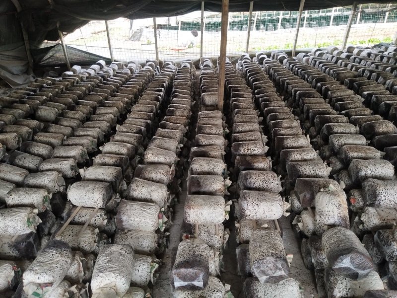 平菇菌棒可以根据客户需求生产