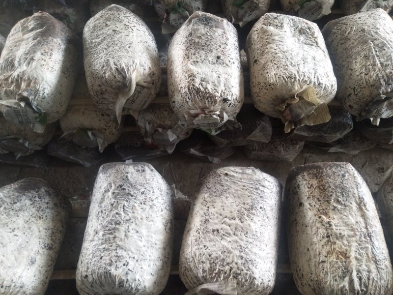 平菇菌棒高产量抗病强
