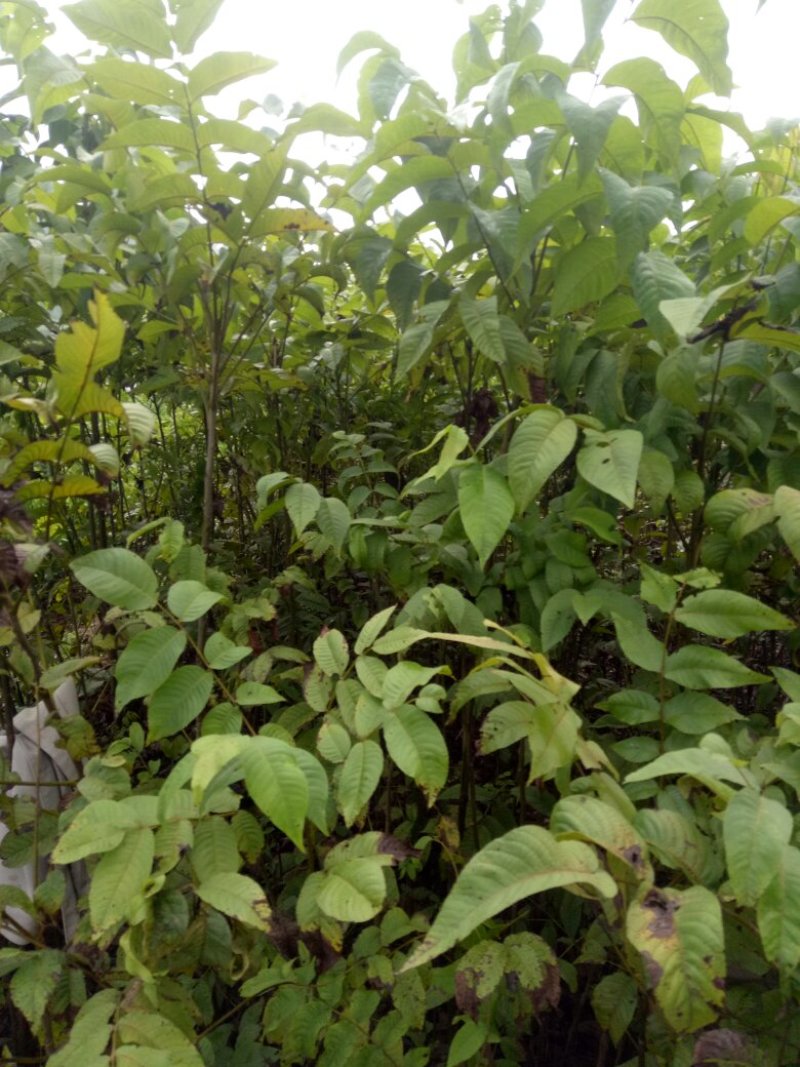 嫁接核桃，核桃实生苗出售