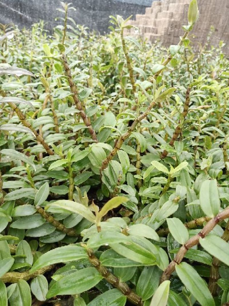 铁皮石斛鲜条，枫斗