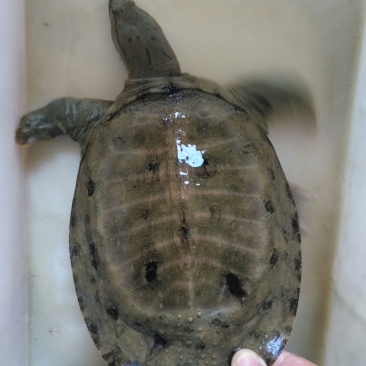 洪湖野生甲鱼