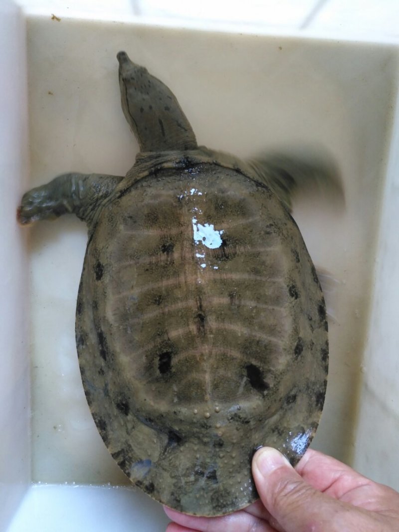 洪湖野生甲鱼