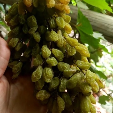 绿钻石葡萄干