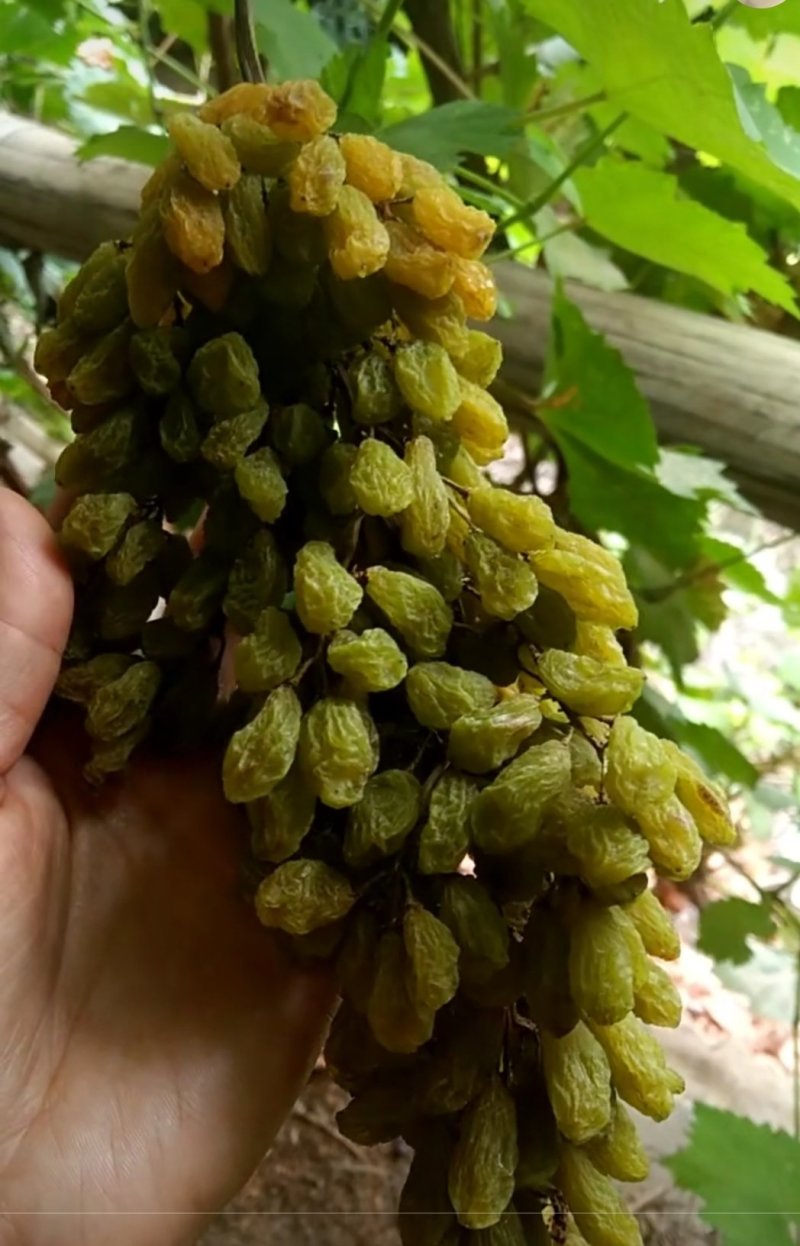 绿钻石葡萄干