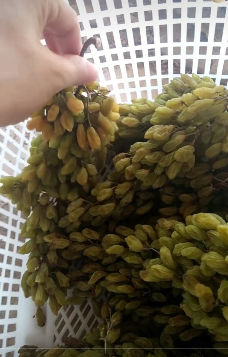 绿钻石葡萄干